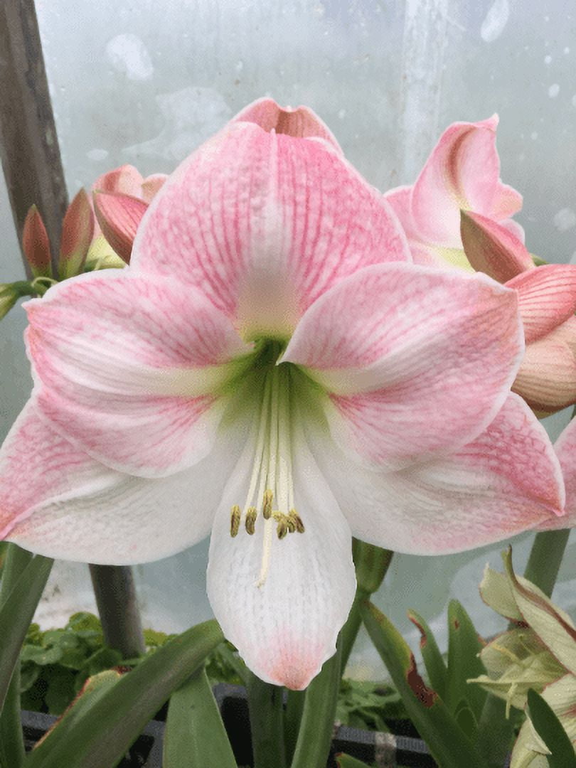 Apple Blossom Bulb, Healthy bulb! Great for Winter Forcing! Wonderful