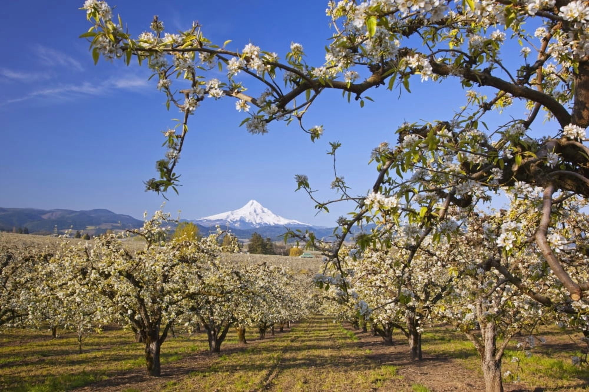 Apple Blossom Trees In Hood River Valley Columbia River Gorge With Mount Hood In The Background Oregon United States Of America Canvas Art - Craig Tuttle Design Pics (19 x 12)