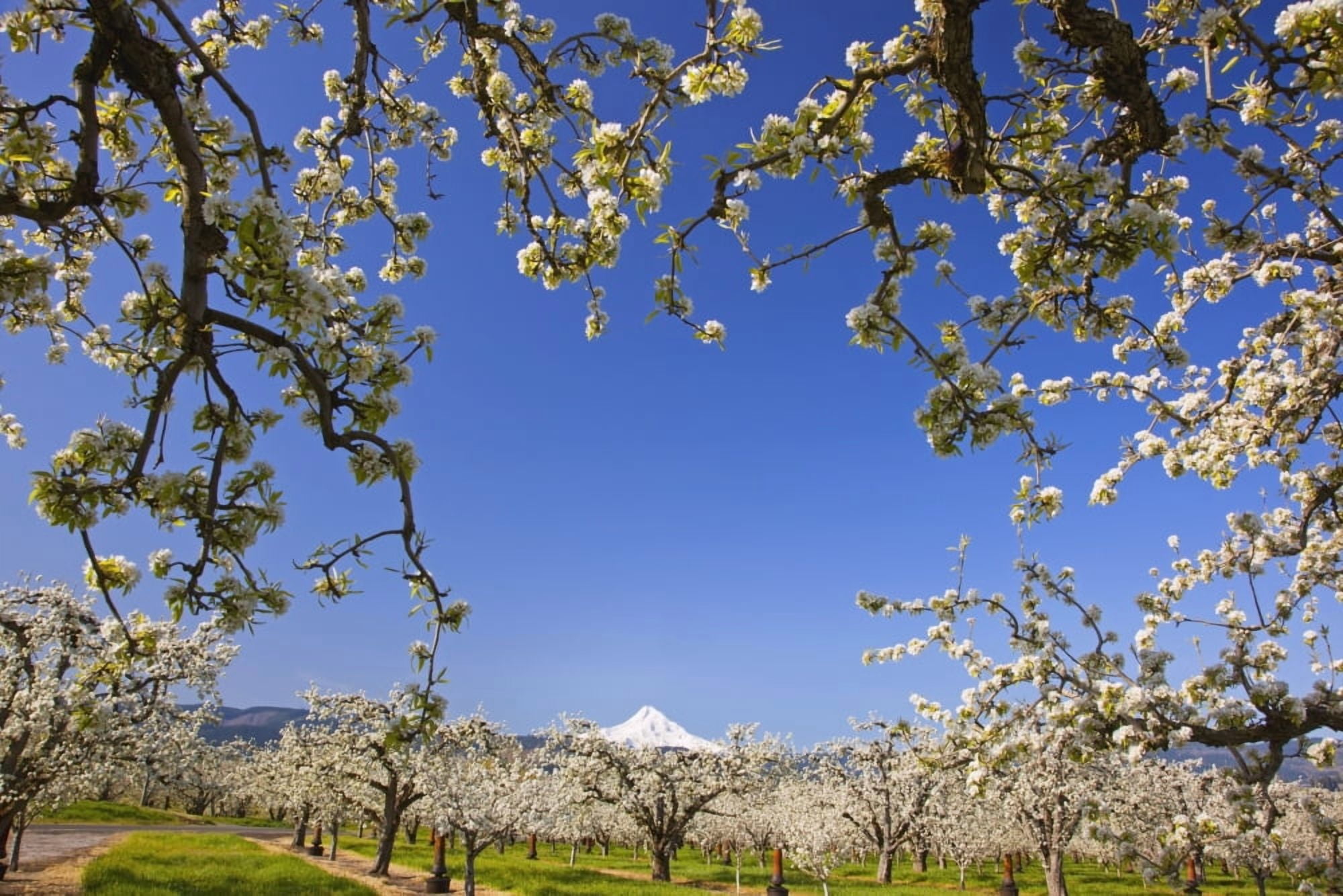 Apple Blossom Trees In Hood River Valley Columbia River Gorge With Mount Hood In The Background Oregon United States Of America Canvas Art - Craig Tuttle Design Pics (19 x 12)