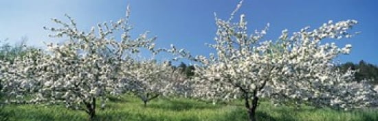 Apple Blossom Trees Norway Canvas Art - Panoramic Images (38 x 12)