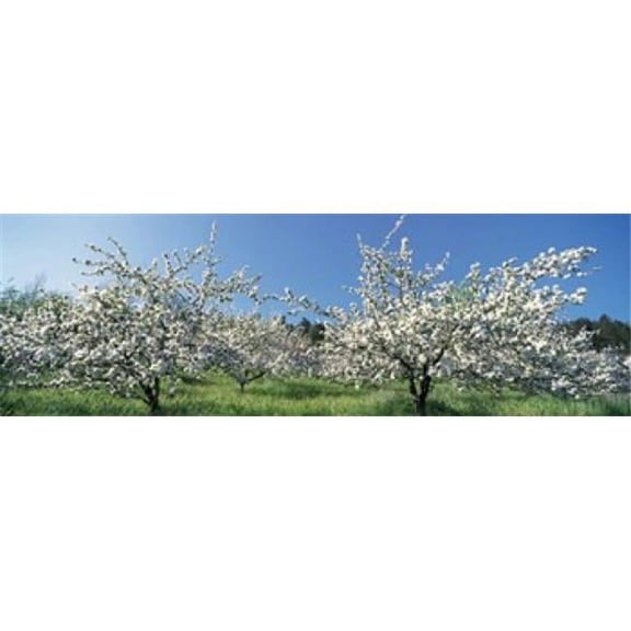 Apple Blossom Trees Norway Poster Print by , 38 x 12