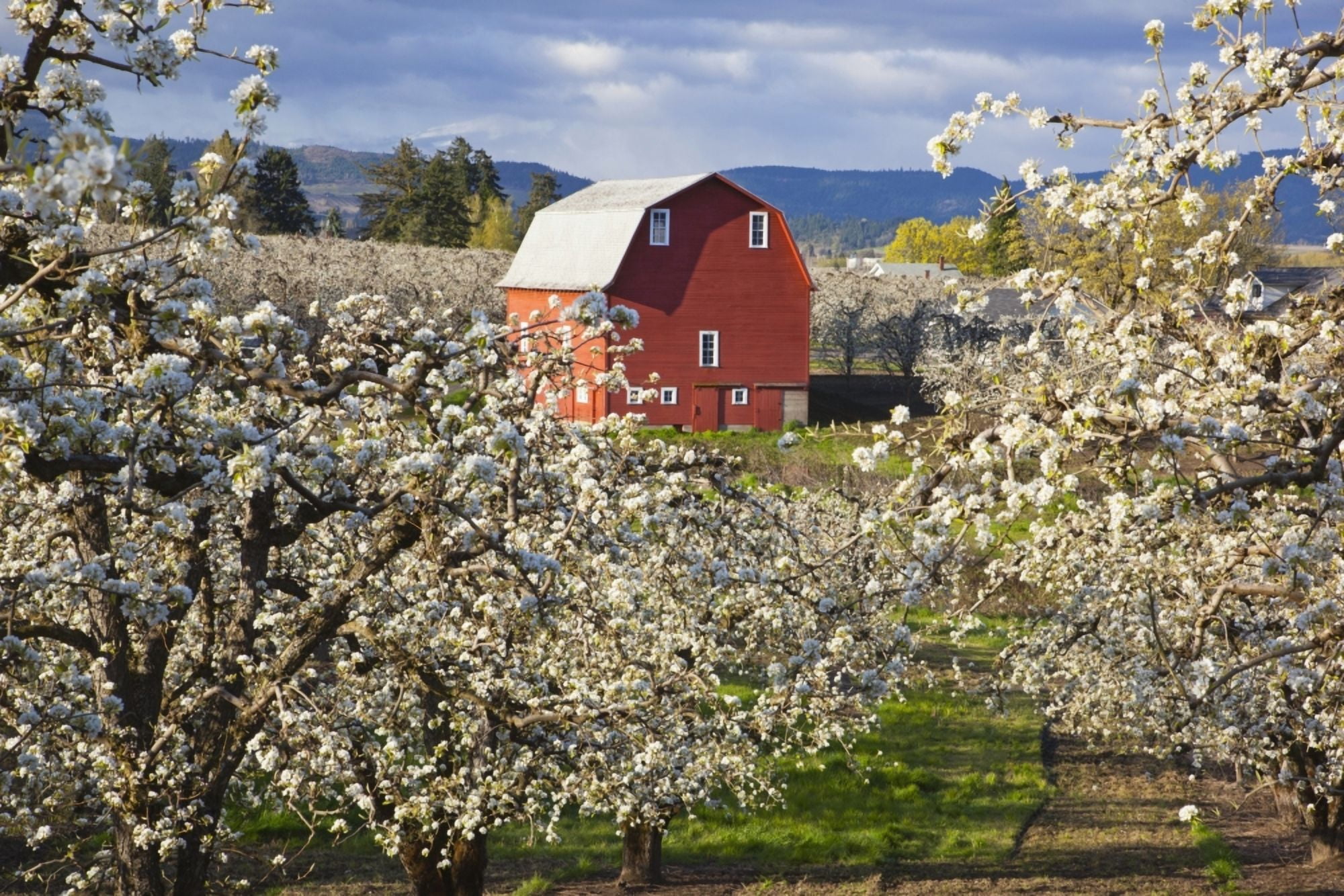 Apple Blossom Trees And A Red Barn In Hood River Valley Columbia River Gorge Oregon United States Of America Canvas Art - Craig Tuttle Design Pics (19 x 12)