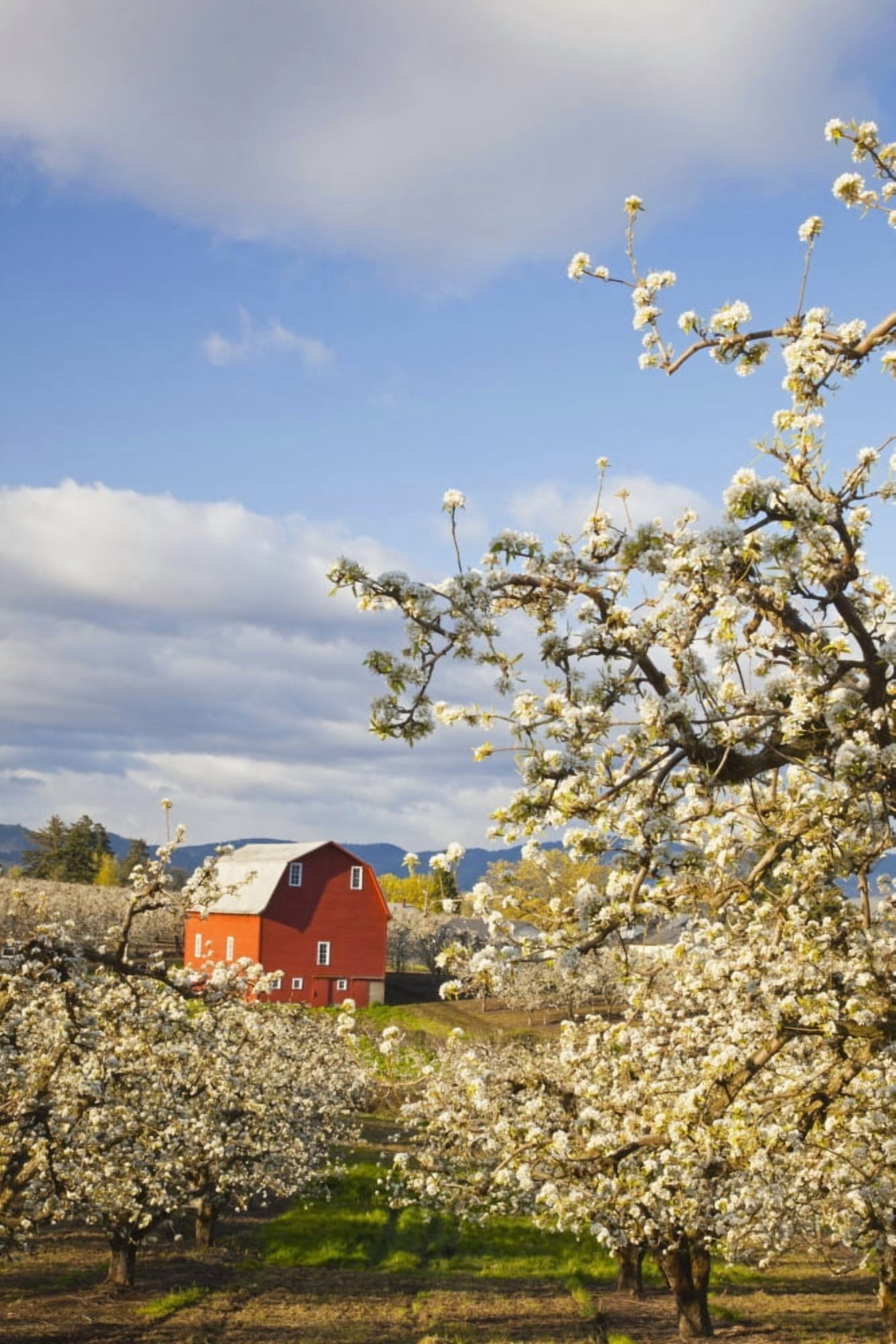 Apple Blossom Trees And A Red Barn In Hood River Valley Columbia River Gorge Oregon United States Of America Canvas Art - Craig Tuttle Design Pics (24 x 38)