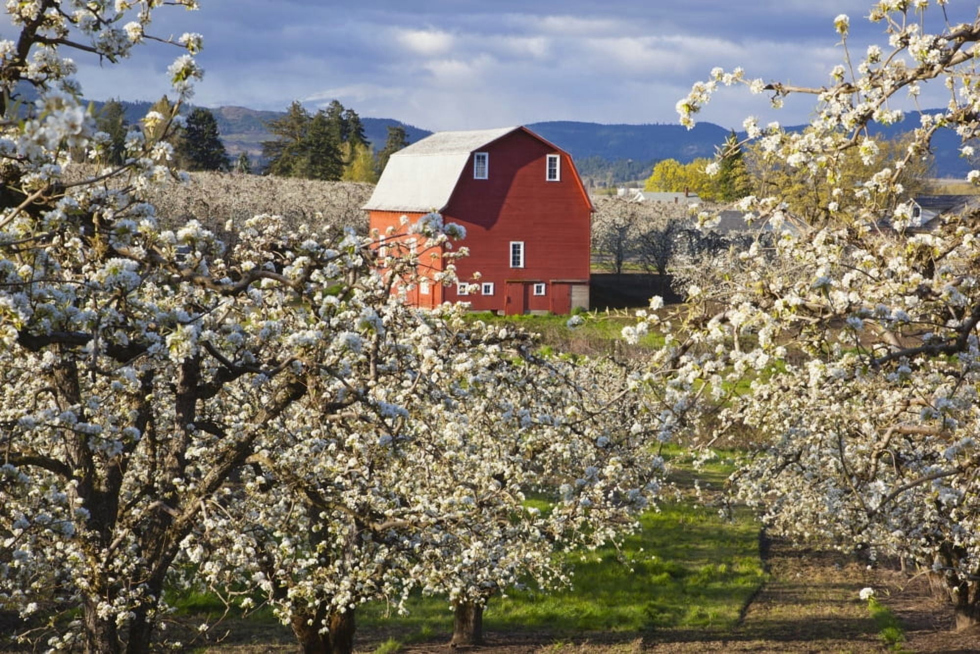Apple Blossom Trees And A Red Barn In Hood River Valley Columbia River Gorge Oregon United States Of America Canvas Art - Craig Tuttle Design Pics (38 x 24)