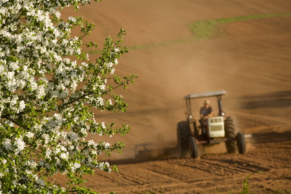 Apple Blossoms And Farmer On Tractor Planting Crop Clinton Prince Edward Island Canvas Art - John Sylvester Design Pics (34 x 22)