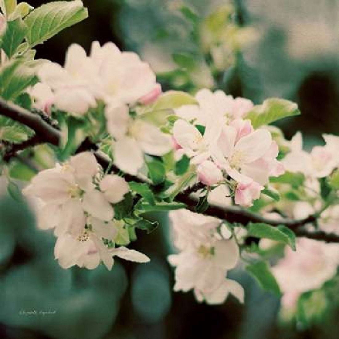 Apple Blossoms I Crop Canvas Art - Elizabeth Urquhart (24 x 24)