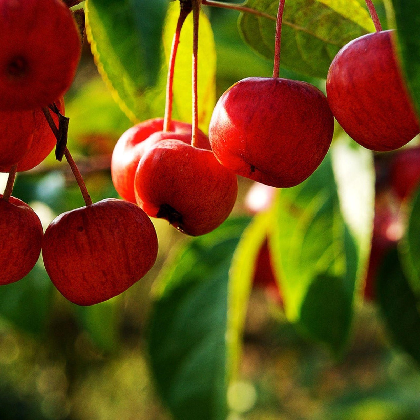 Apple Bulbs Apples Attract Pollinating Animals Apples Are Suitable for