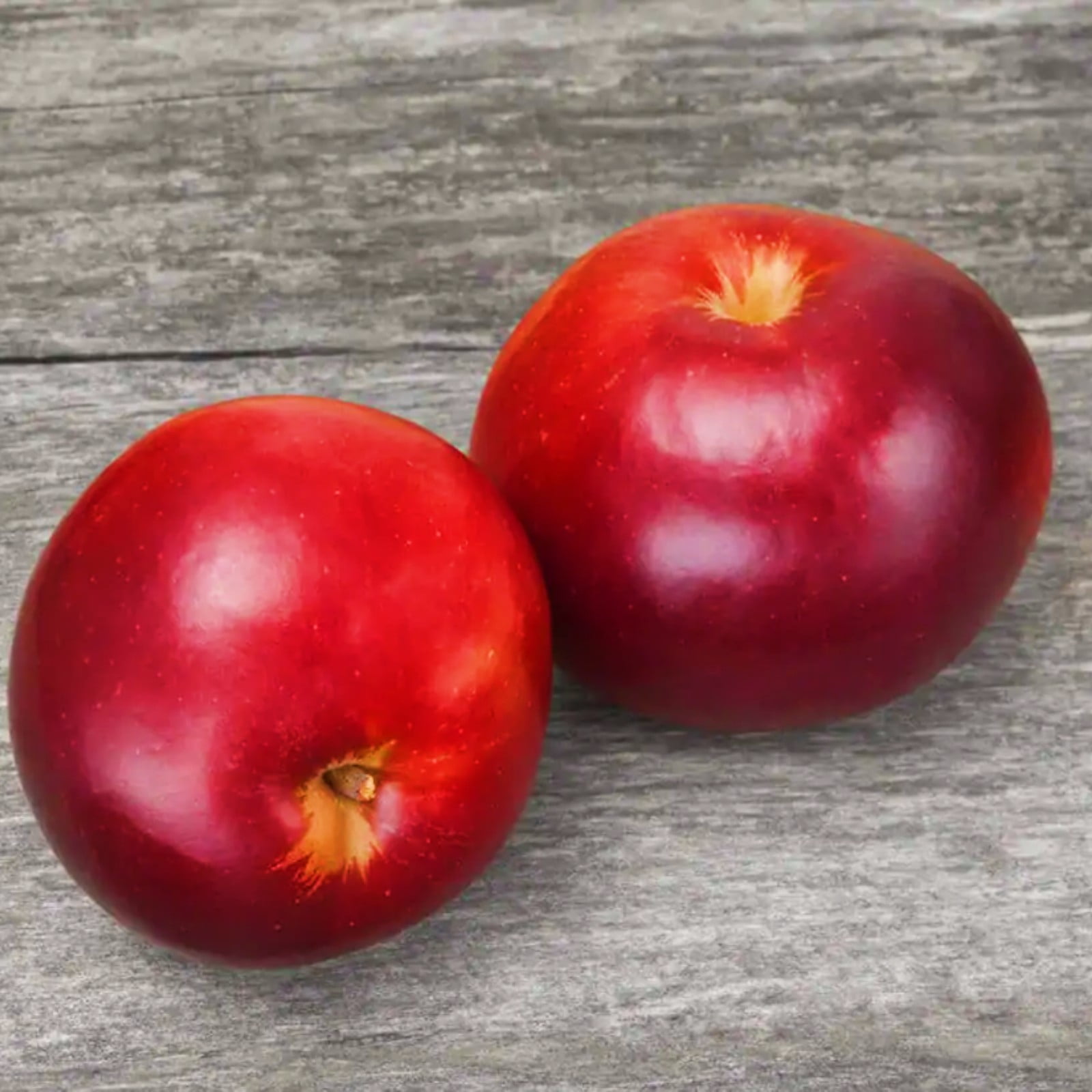 Apple Bulbs Attract Pollinating Animals Apples Are Suitable for Outdoor