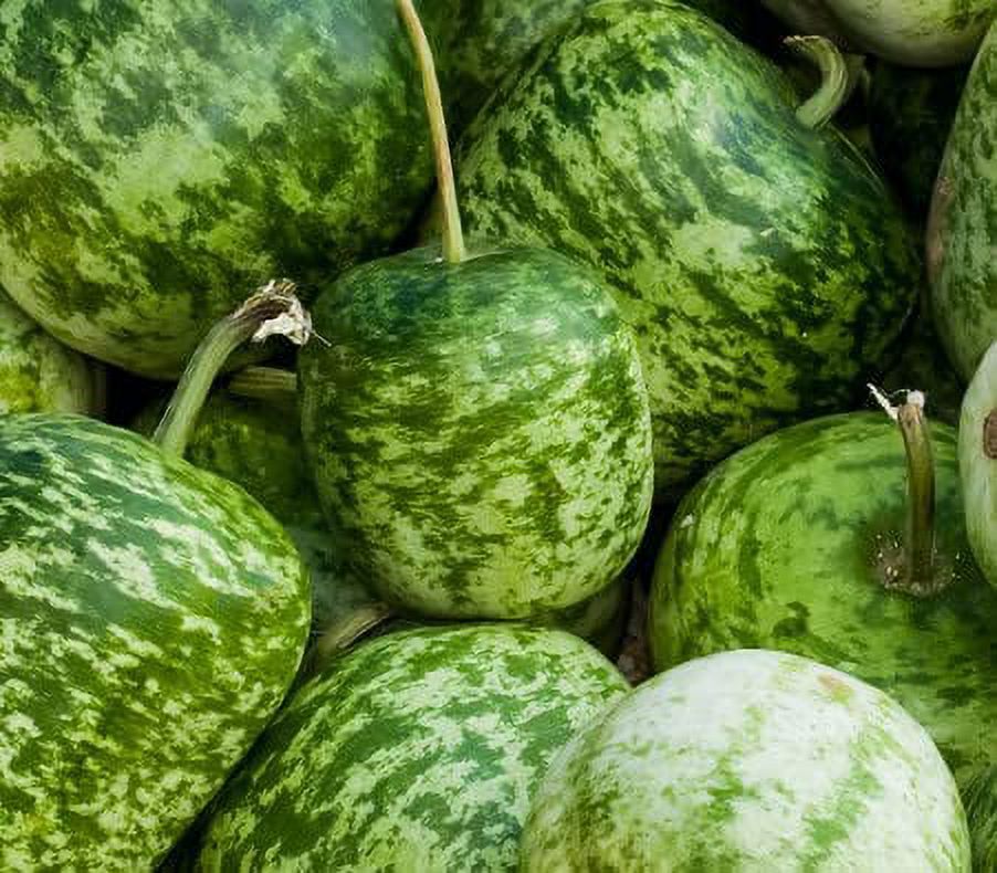 Apple Gourd Seeds for Planting 20 Seeds Gourds Shaped Like an Apple