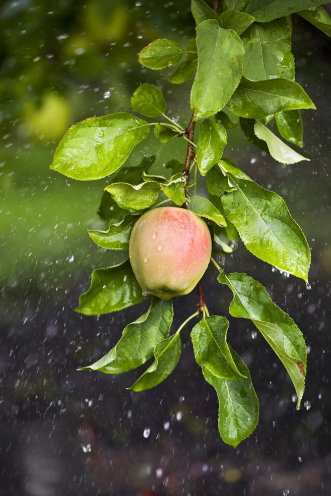 Apple Growing In The Rain In Okanagan Valley Osoyoos British Columbia Canada Canvas Art - Ken Gillespie Design Pics (24 x 36)