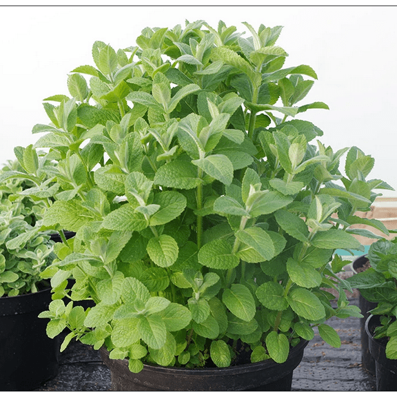 Apple Mint Plants Live Indoors Outdoors, Fresh Herb Mint Plant, Apple Mint Live Plant for Garden, 4 Inch Pot