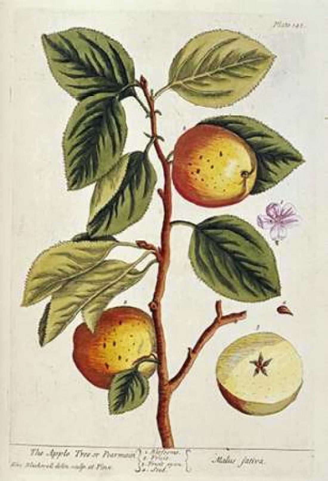 Apple Tree Canvas Art - Elizabeth Blackwell (20 x 28)