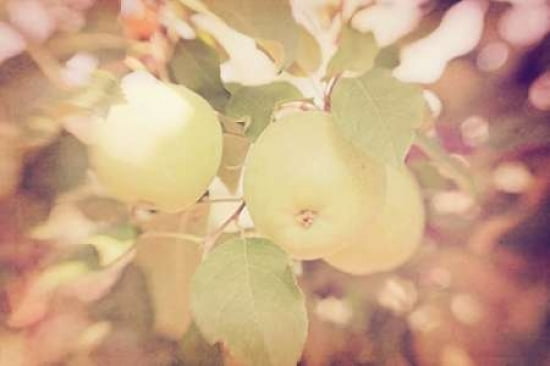 Apple Tree Canvas Art - Roberta Murray (24 x 36)