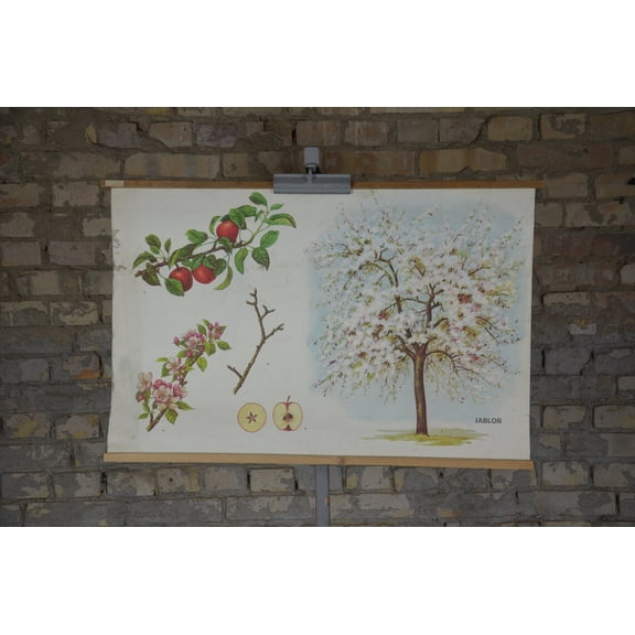 Apple Tree Fruit School Chart, Unframed Paper Poster 8x10in