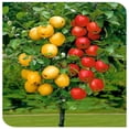 apple-tree-plants-the-fruit-is-huge-it-is-cold-hardy-have-a-long