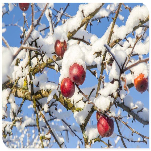 Apple Tree Plants, The Fruit Is Huge,It Is ColdHardy, Have A Long Hanging Time.Can Tolerate
