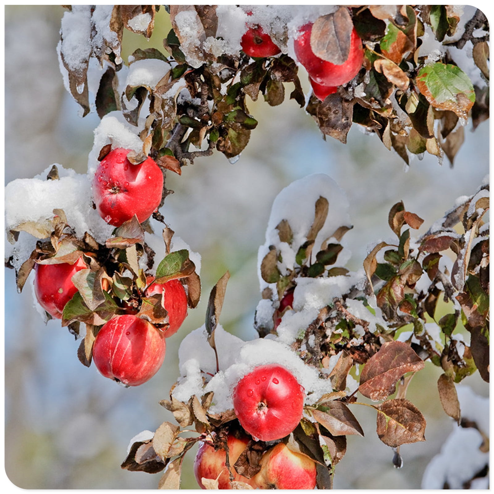 Apple Tree Plants, The Fruit Is Huge,It Is ColdHardy, Have A Long Hanging Time.Can Tolerate