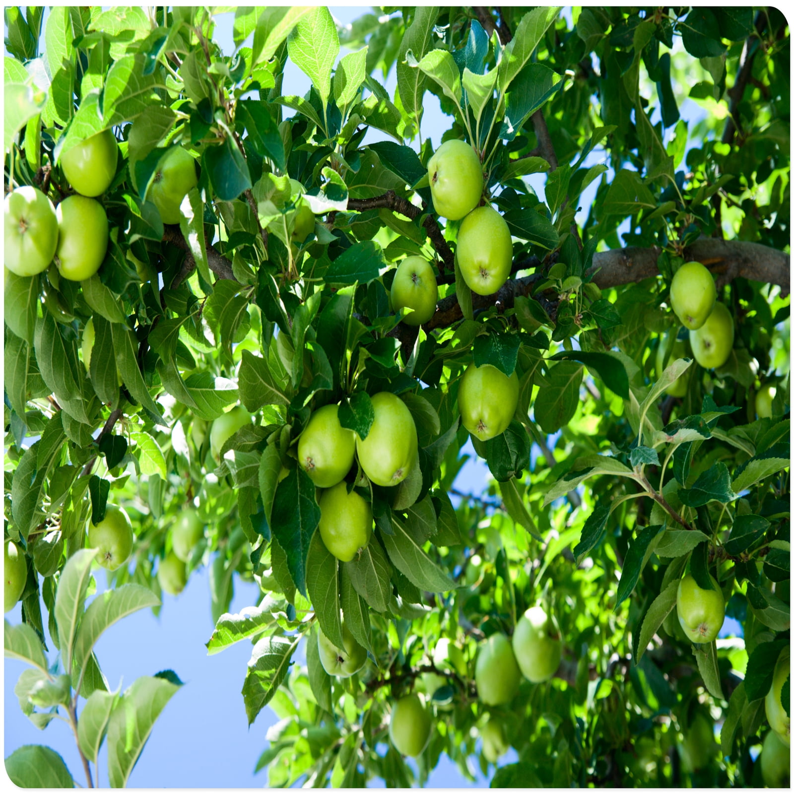 Apple Tree Plants, The Fruit Is Huge,It Is ColdHardy, Have A Long Hanging Time.Can Tolerate