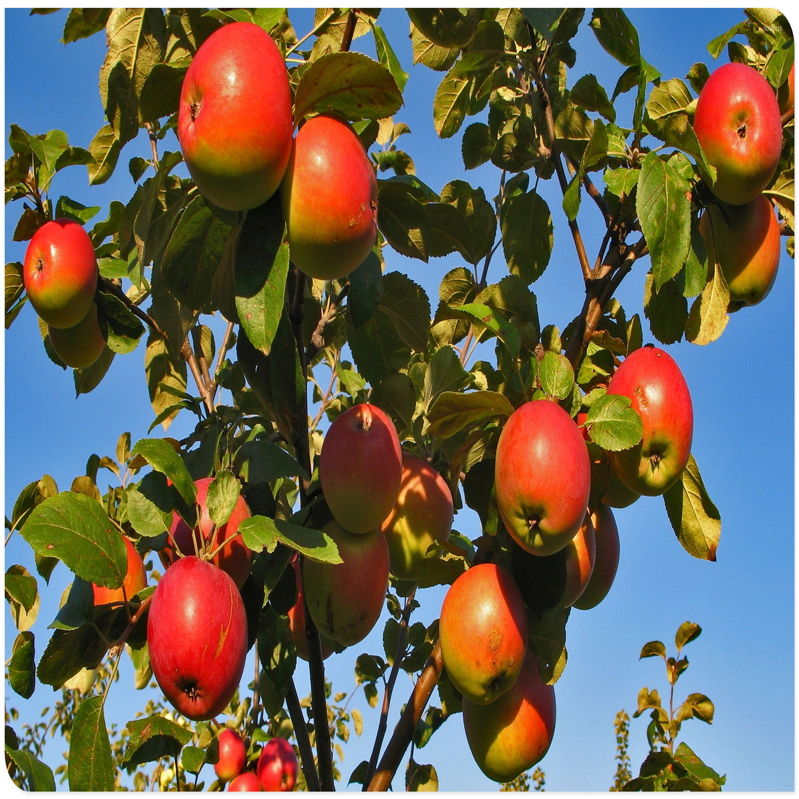 Apple Tree Plants, The Fruit Is Huge,It Is ColdHardy, Have A Long Hanging Time.Can Tolerate