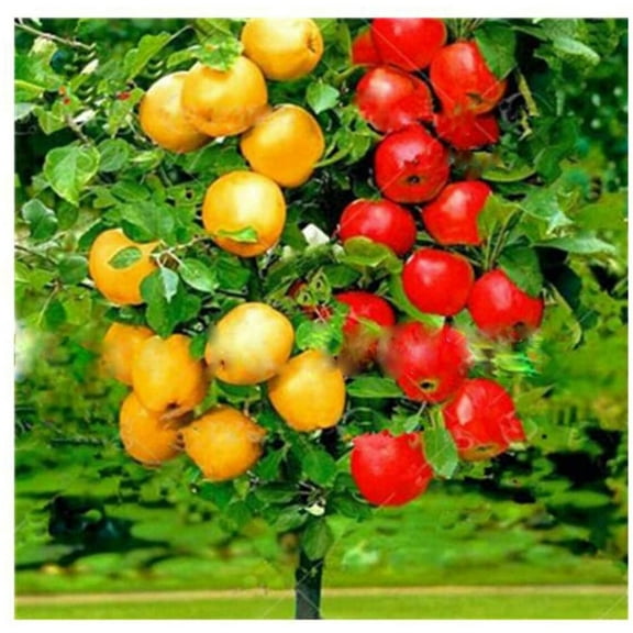 Home Shops USA 20 Apple Tree Bonsai Plant Seeds
