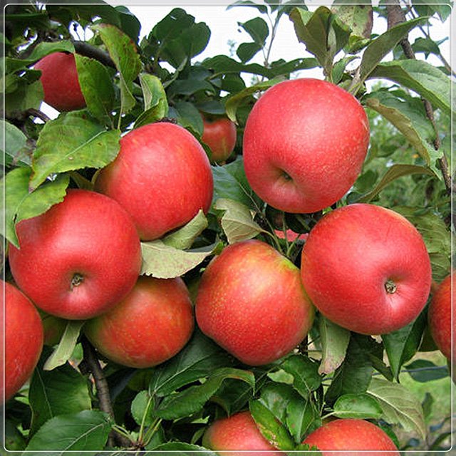 Apple Tree Seedlings, Garden Outdoor,Tree Plants, Rosaceae Plants