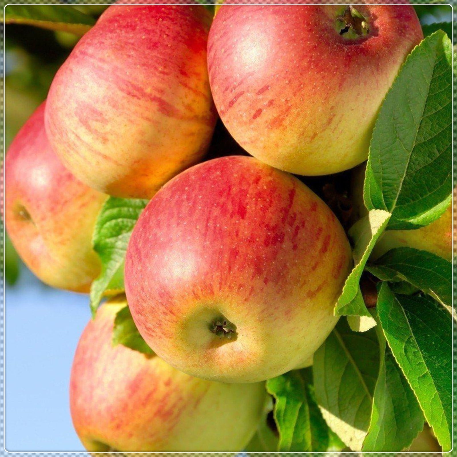 Apple Tree Seedlings, Garden Outdoor,Tree Plants, Rosaceae Plants