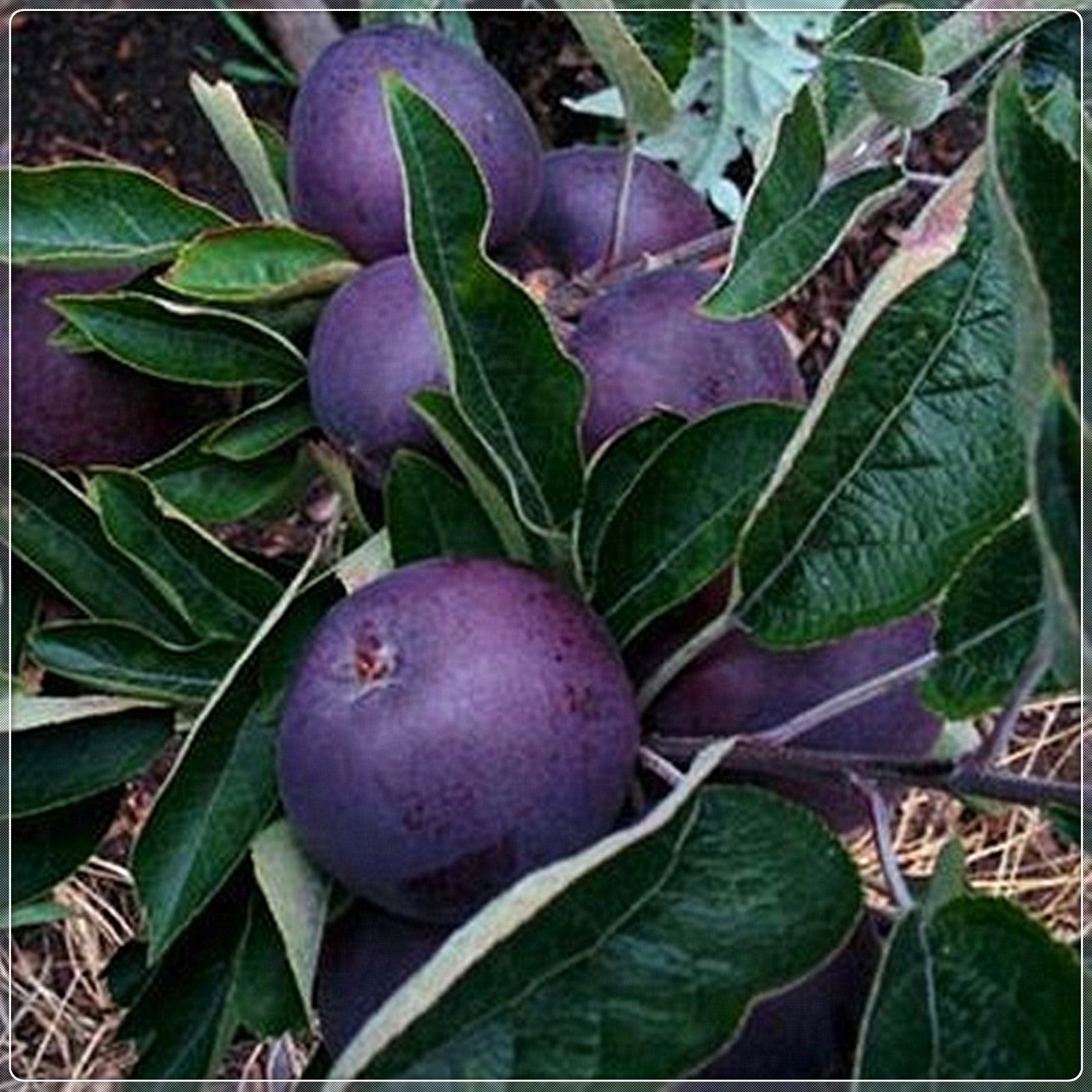 Apple Tree Seedlings, Tree Plants, Garden Outdoor,Rosaceae Plants