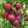 Apple Tree Seedlings, Tree Plants, Perennial Plants, Garden Outdoor