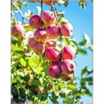 Apple Tree Seedlings, Tree Plants, Rosaceae Plants, Perennial Plants