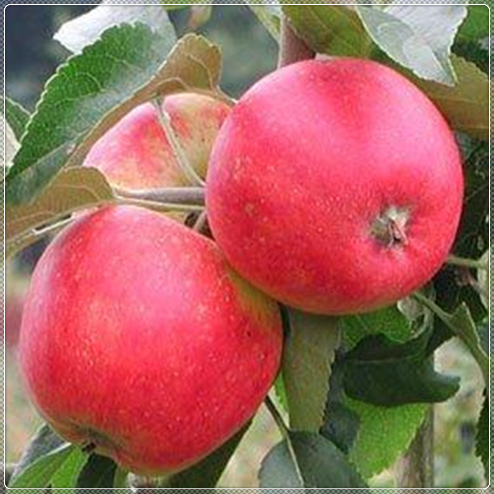 Apple Tree Seedlings, Tree Plants, Rosaceae Plants, Perennial Plants