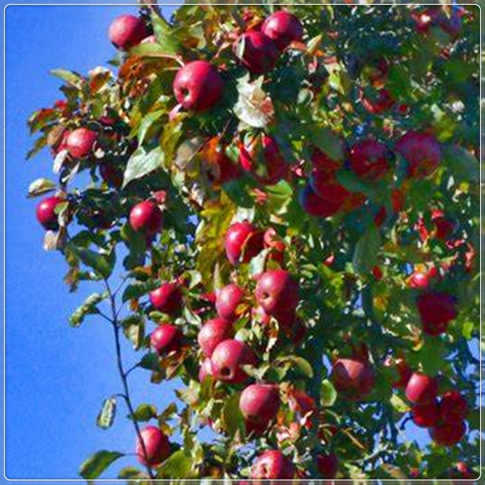 Apple Tree Seedlings, Tree Plants, Rosaceae Plants, Perennial Plants