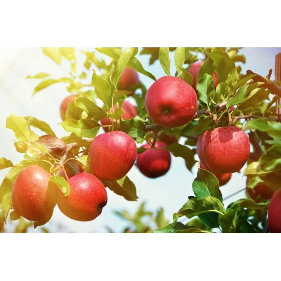 Apple Tree Seedlings for Planting - Malus Pumila, Common Apple - No California (4 Apple Trees)