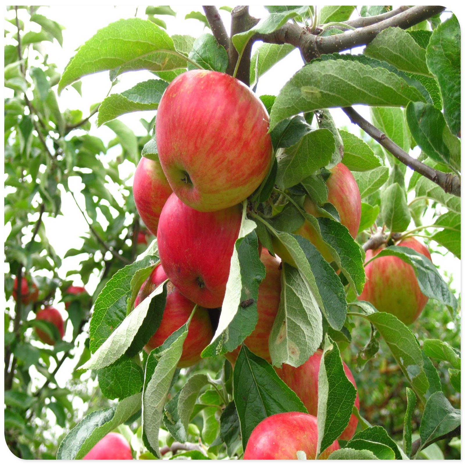 Apple Tree, Tree Plants, Allowing You And Your Family To Share The Joy