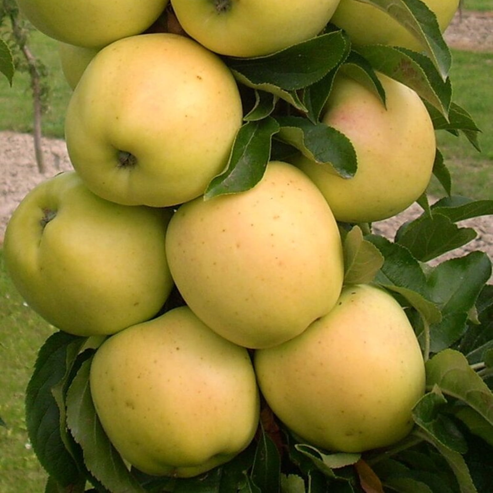 Apple Tree, Tree Plants, Drought Resistant, Apple Tree Plant，Apple Tree