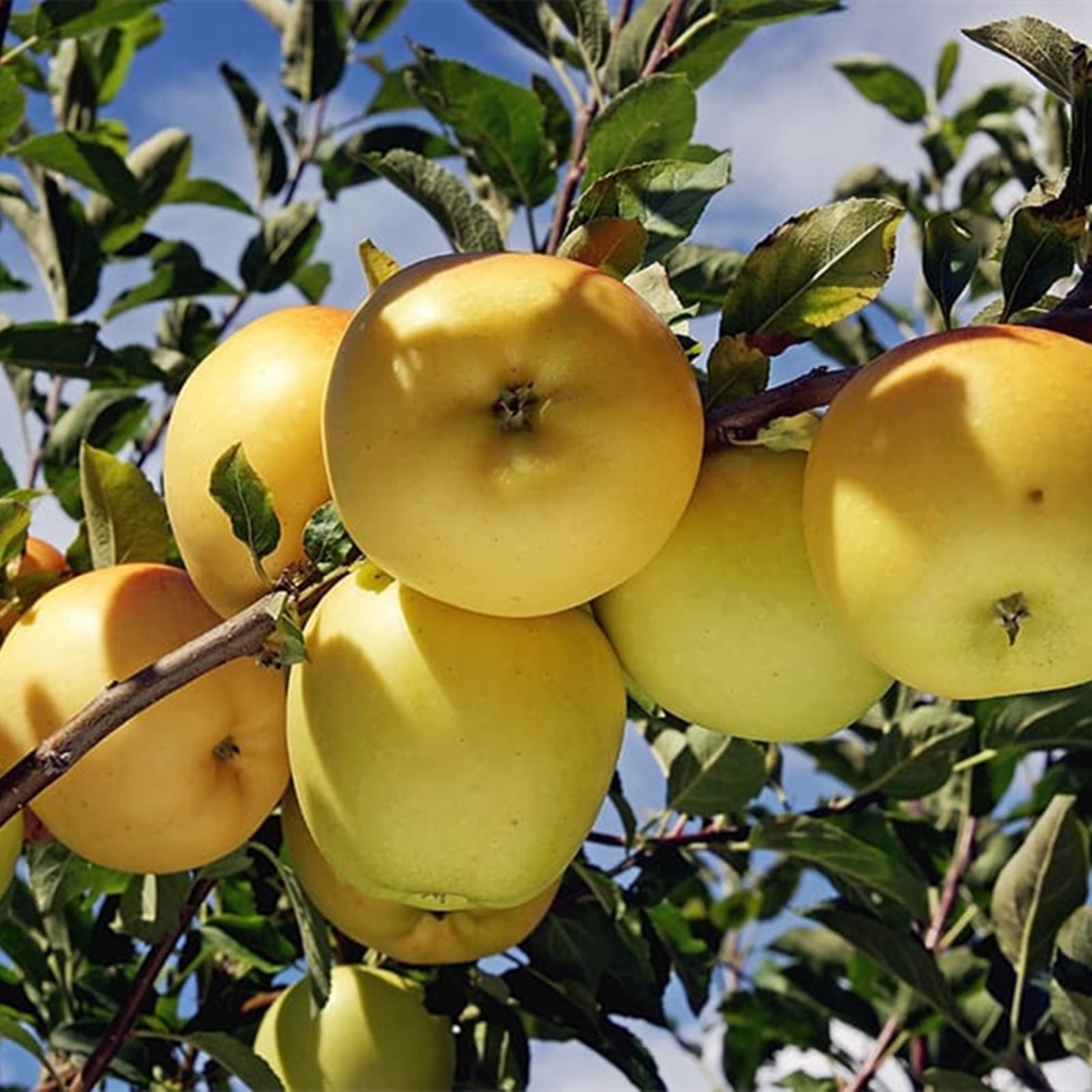 Apple Tree, Tree Plants, Drought Resistant, Apple Tree Plant，Apple Tree