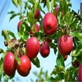 Apple Tree, Tree Plants, Apple Tree Seedlings For Sale, Providing You