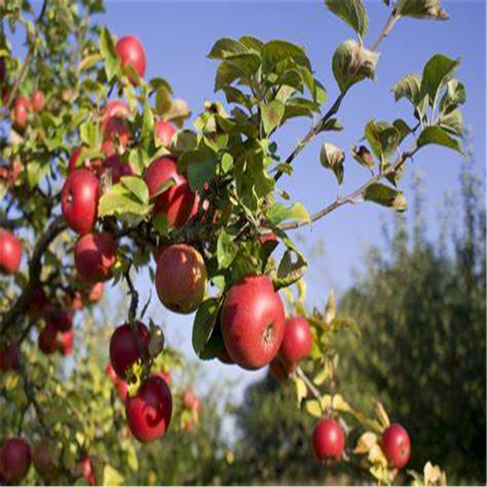 Apple Tree, Tree Plants, Apple Tree Seedlings For Sale, Providing You