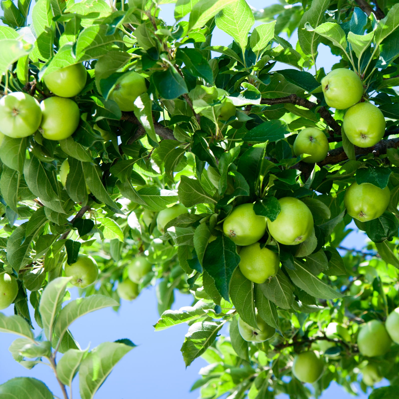 Apple Tree, Tree Plants, Apple Tree Seedlings For Sale, Providing You