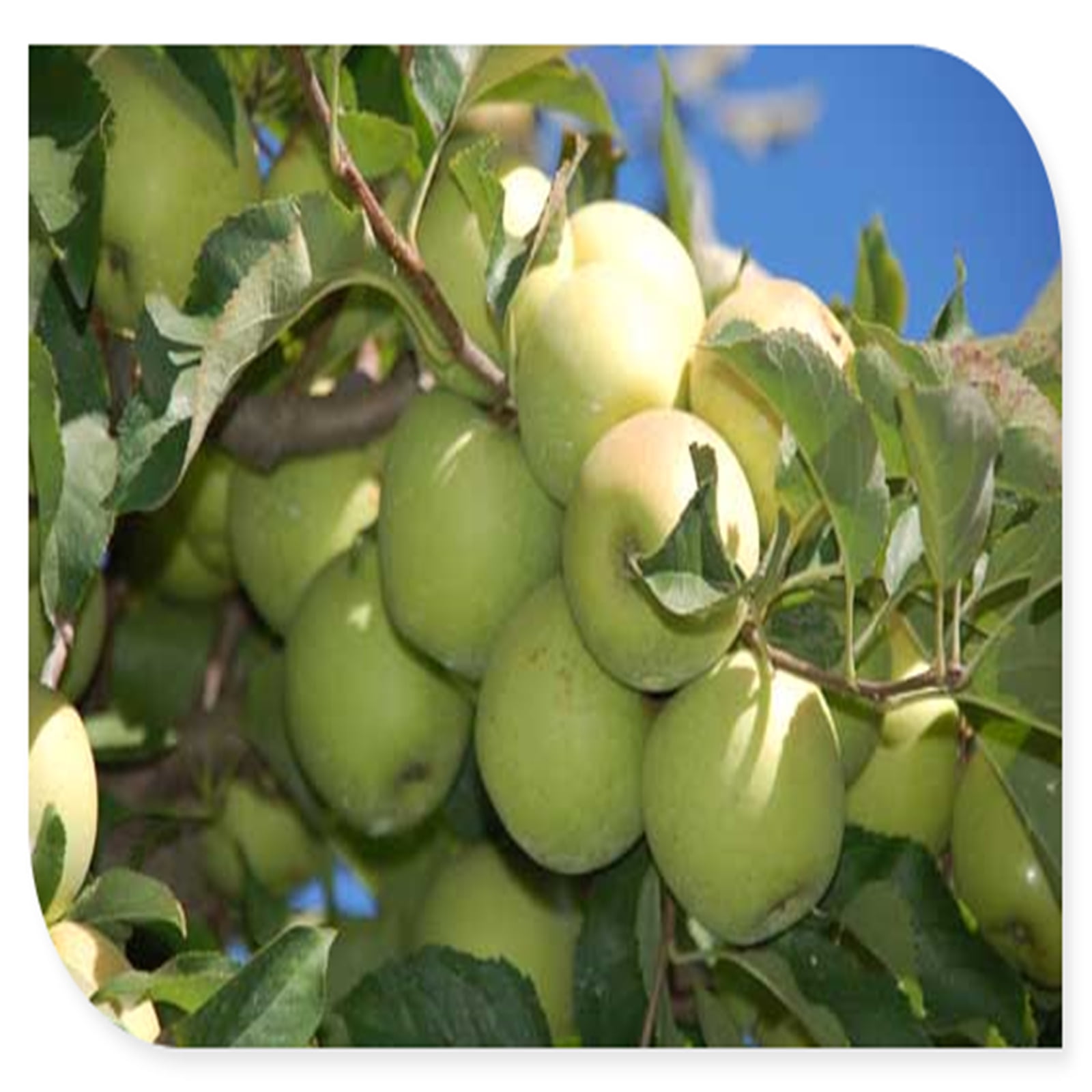 Apple Tree, Tree Plants, Apple Tree Seedlings For Sale, Providing You