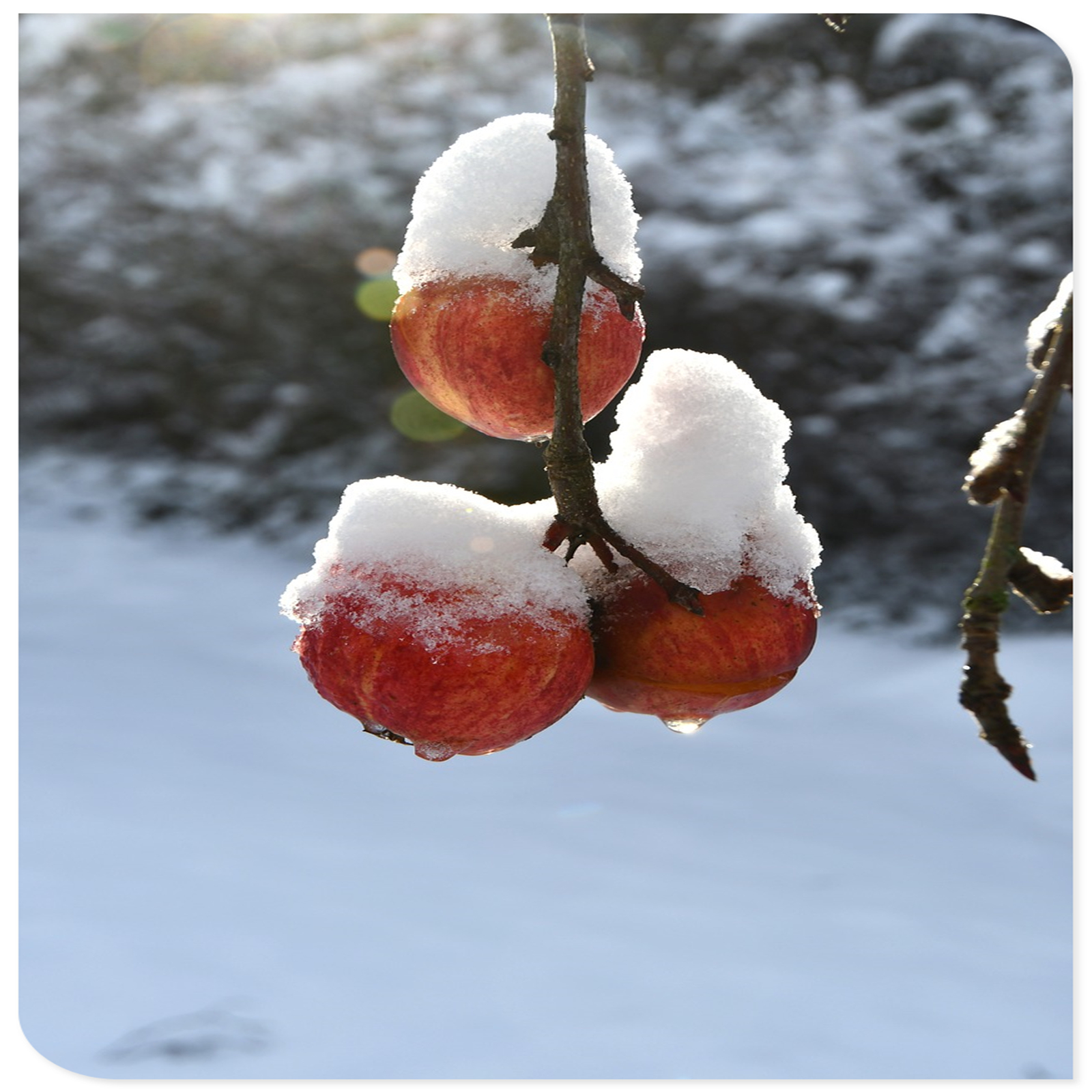 Apple Tree, Tree Plants, Apple Tree Seedlings For Sale, Providing You