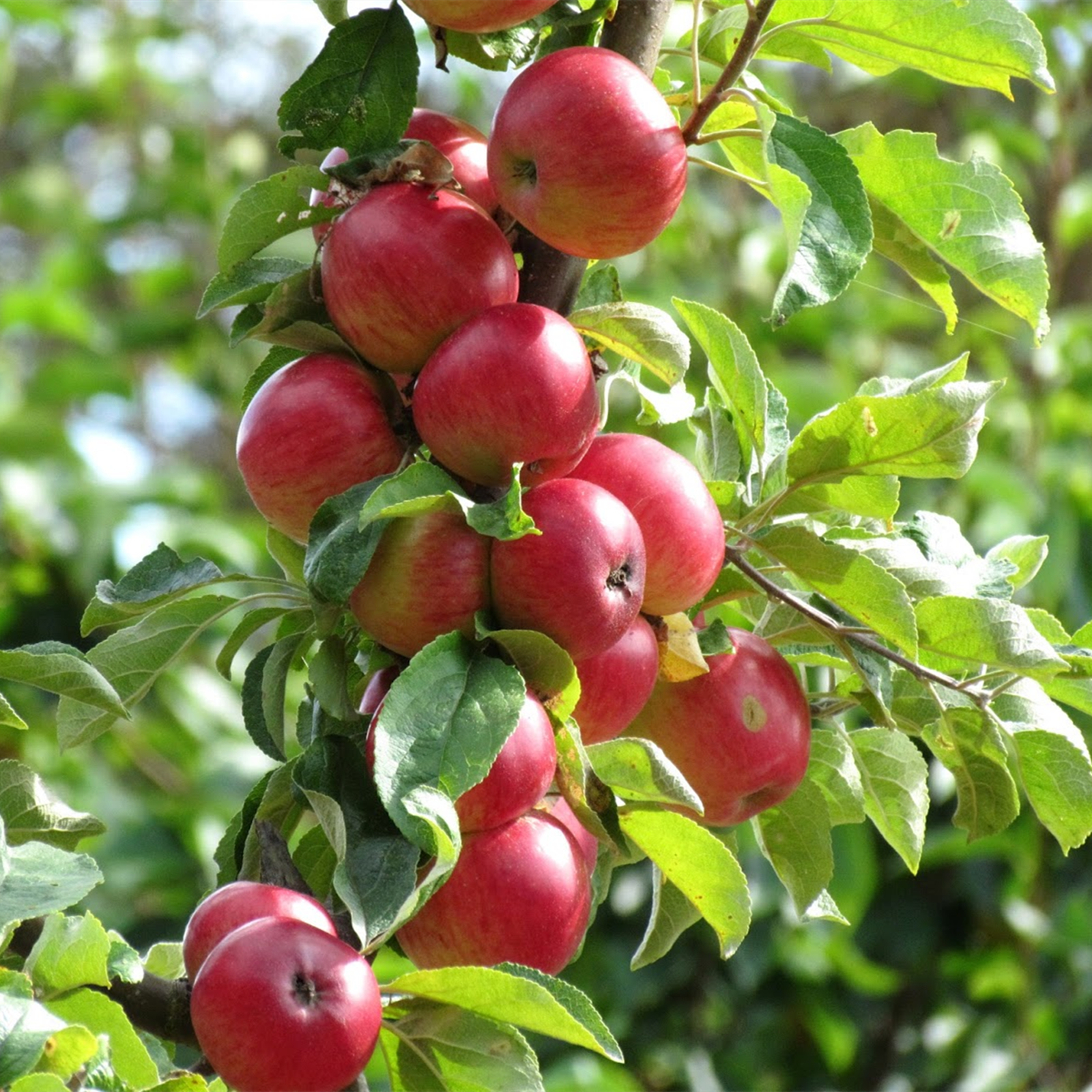 Apple Tree, Tree Plants, Apple Tree Seedlings For Sale, Providing You