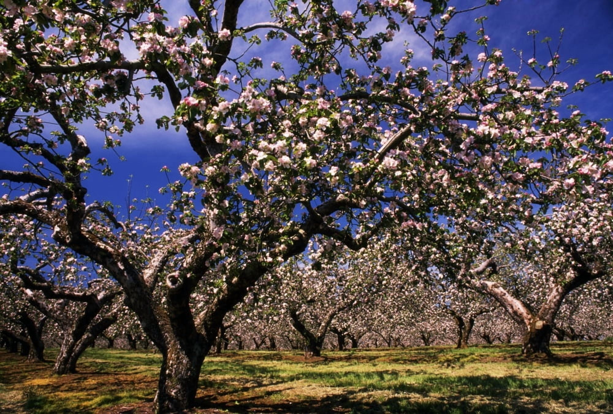 Apple Trees In An Orchard County Armagh Republic Of Ireland Canvas Art - The Irish Image Collection Design Pics (36 x 24)