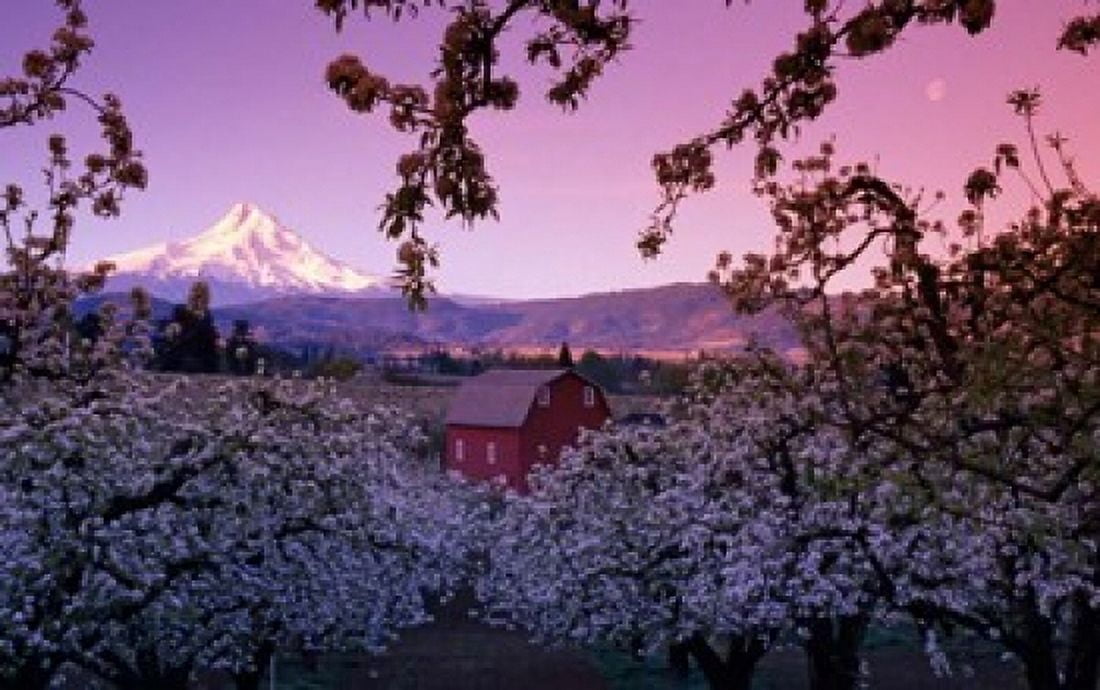 Apple Trees in Oregon Canvas Art - Panoramic Images (20 x 12)