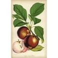thumbnail image 1 of Apple Variety, Sops In Wine, Malus Domestica Poster Print By ® Florilegius Mary Evans (24 X 36), 1 of 3