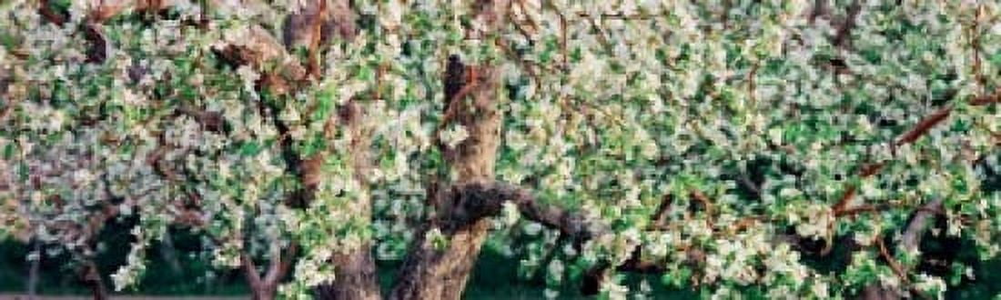 Apple blossom flowers Quebec Canada Canvas Art - Panoramic Images (15 x 5)