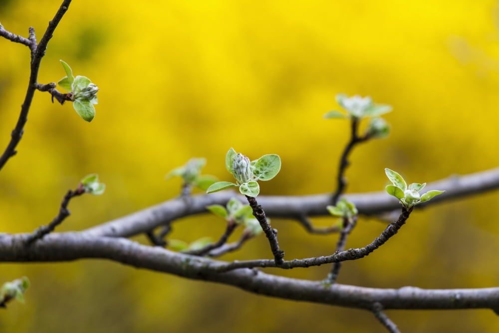 Apple flower buds against a yellow background Toronto Ontario Canada Canvas Art - Laura Berman  Design Pics (19 x 12)
