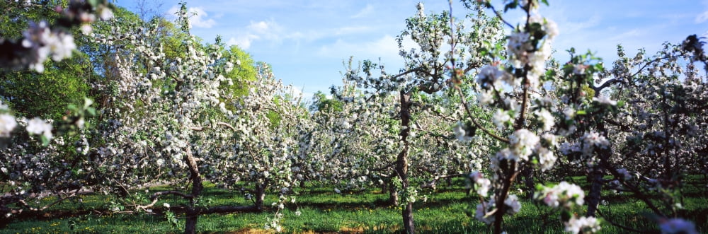 Apple orchard Hudson Valley New York State USA Canvas Art - Panoramic Images (27 x 9)