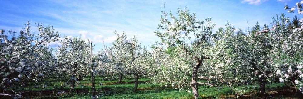 Apple orchard Hudson Valley New York State USA Canvas Art - Panoramic Images (36 x 12)