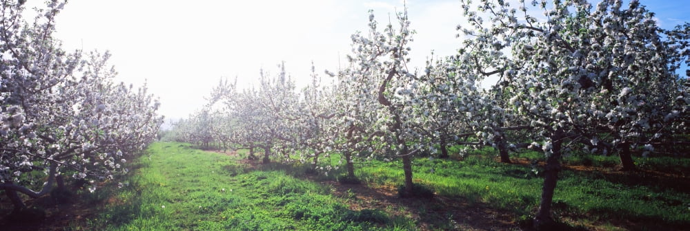 Apple orchard Hudson Valley New York State USA Canvas Art - Panoramic Images (36 x 12)