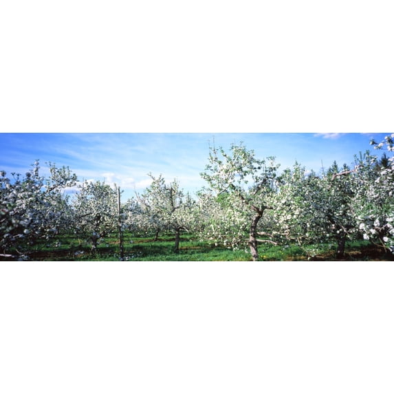 Apple orchard, Hudson Valley, New York State, USA Poster Print (36 x 12)